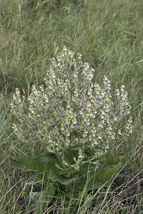 Image of Salvia aethiopis specimen.