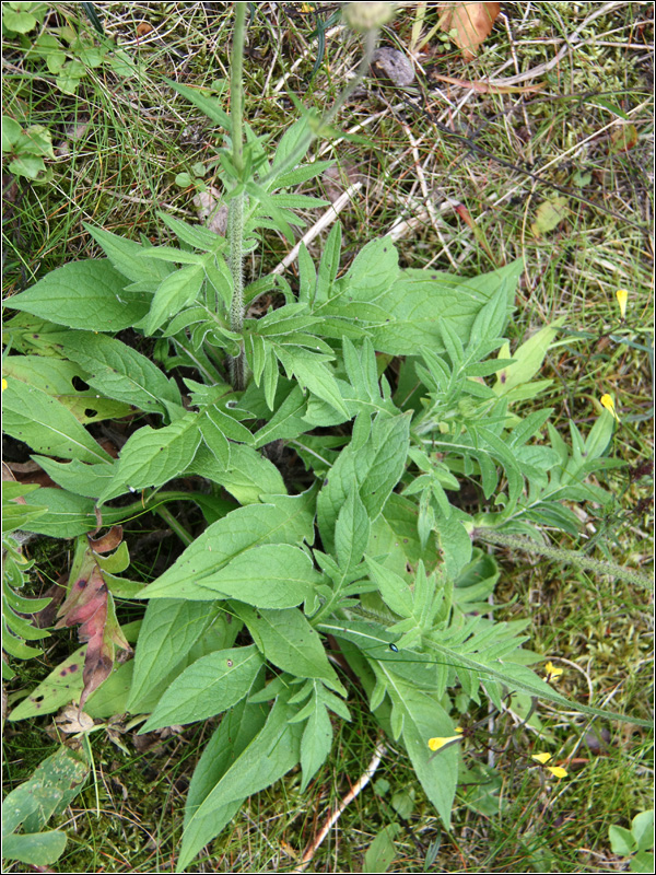 Image of Knautia arvensis specimen.