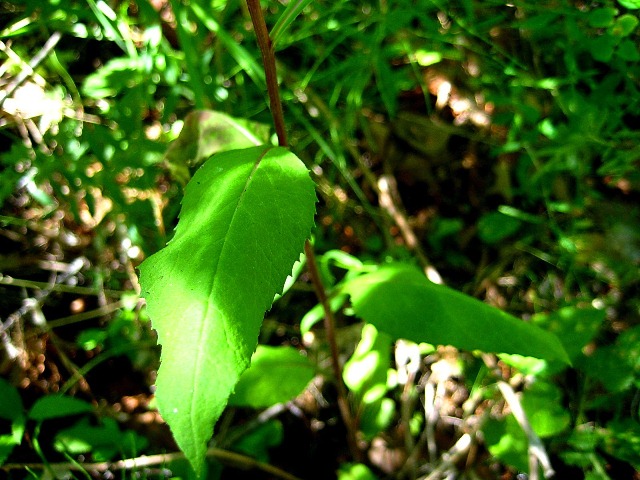 Изображение особи Senecio nemorensis.