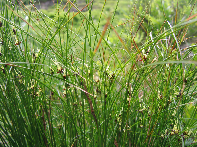 Image of Juncus trifidus specimen.