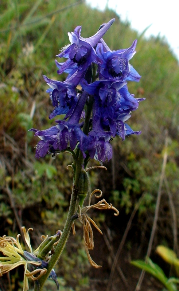 Image of Delphinium freynii specimen.