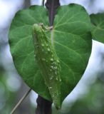 Metaplexis japonica. Плод и лист. Хабаровск. 26.07.2012.
