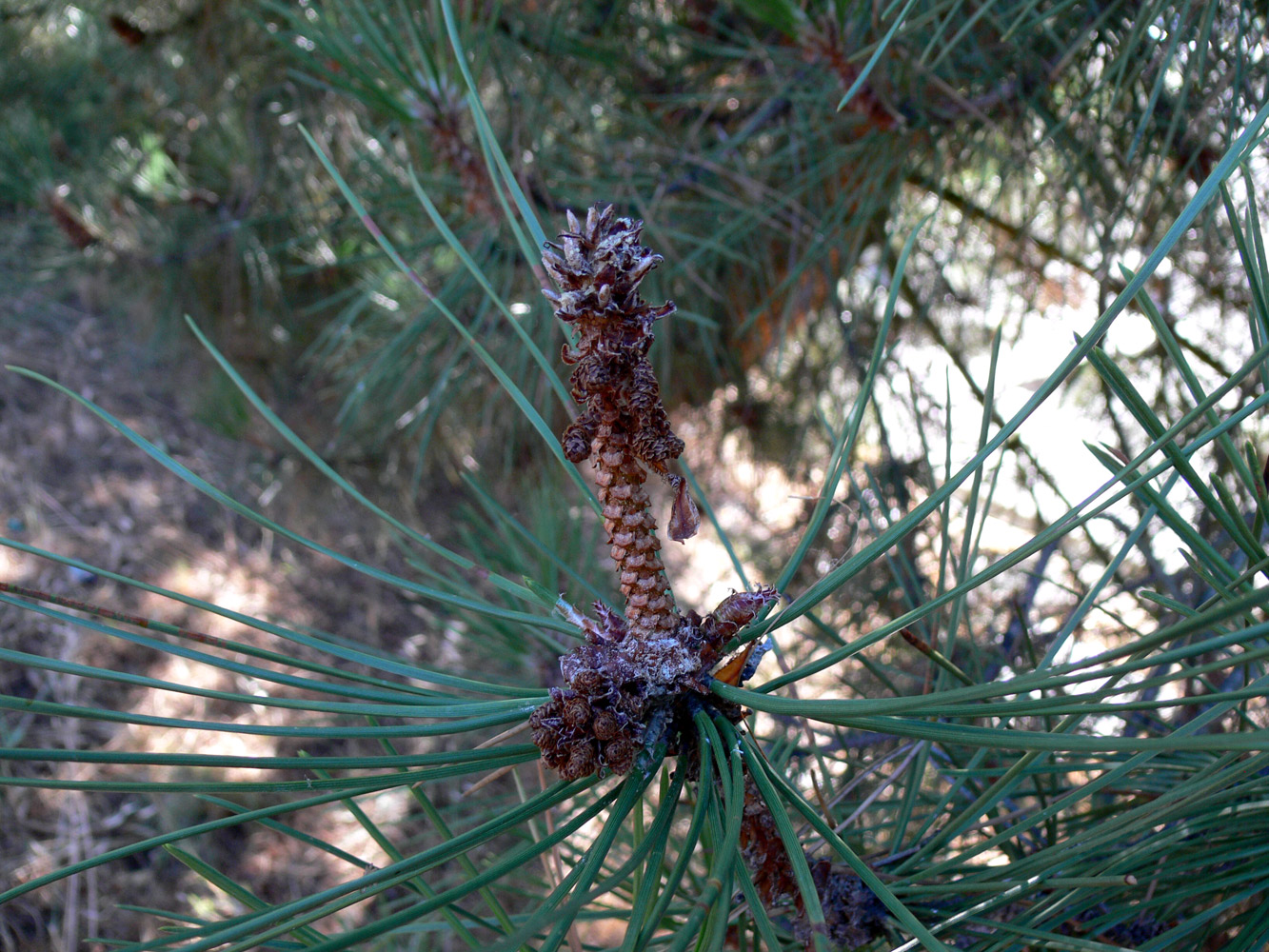 Image of Pinus pinea specimen.