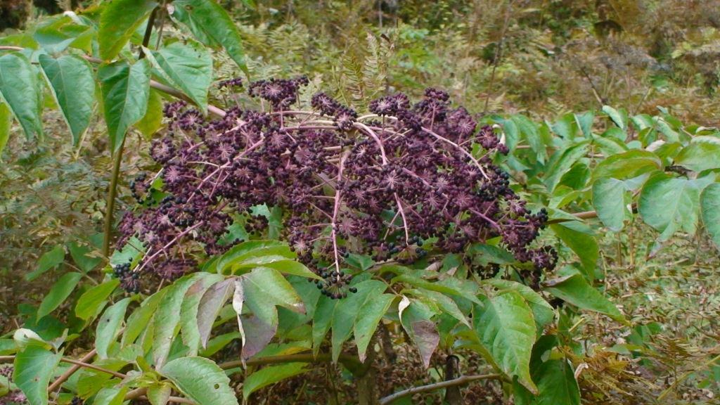 Image of Aralia elata specimen.