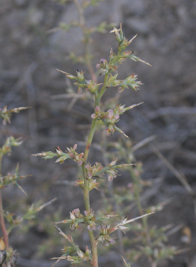 Image of Noaea mucronata specimen.