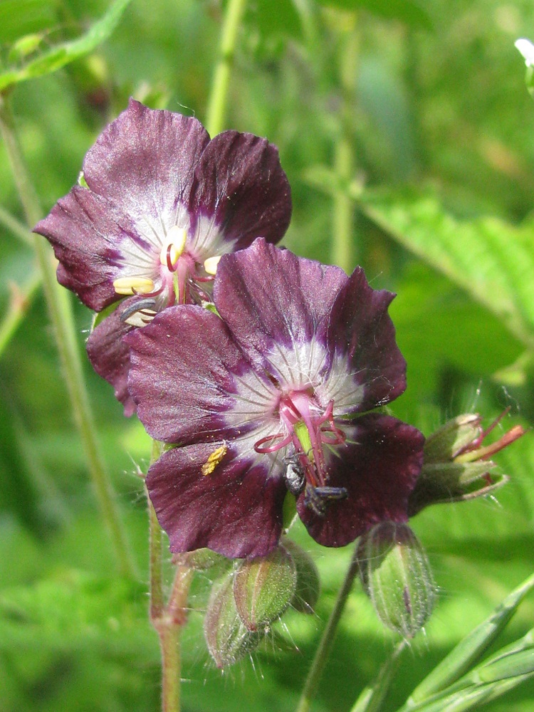 Изображение особи Geranium phaeum.