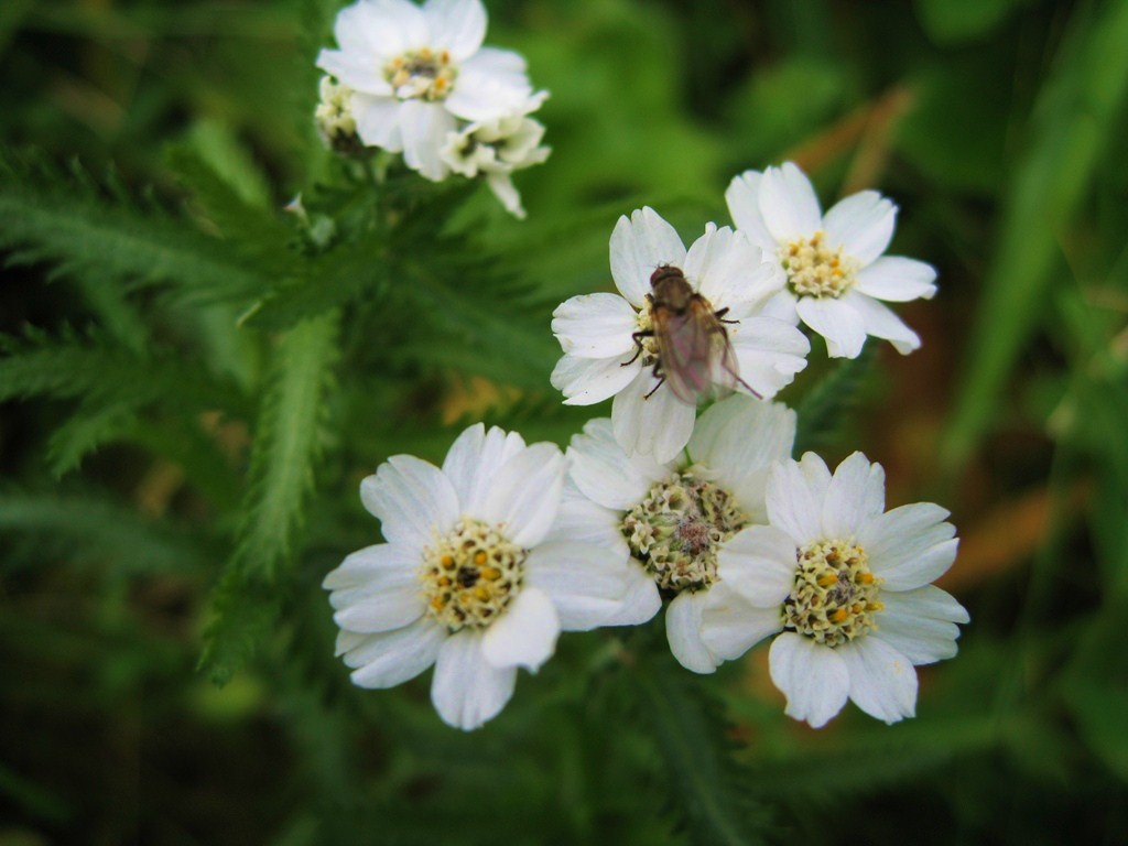 Изображение особи Achillea camtschatica.