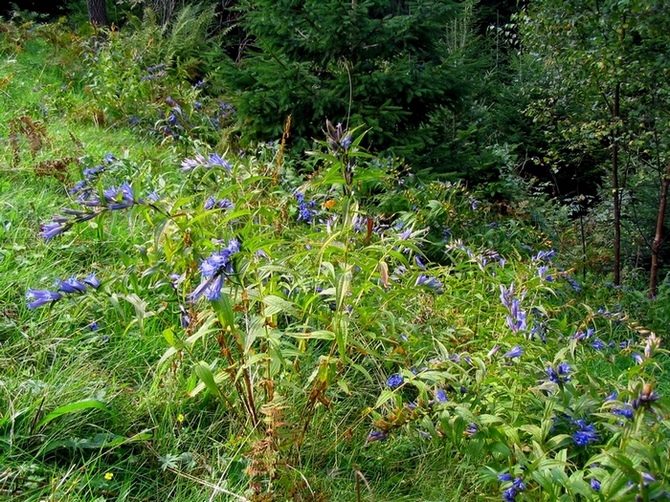 Image of Gentiana asclepiadea specimen.