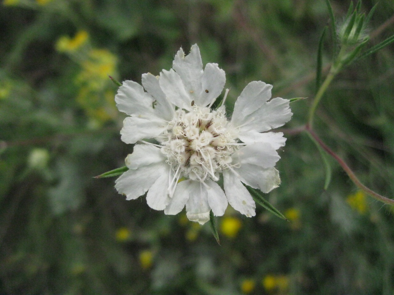 Image of Lomelosia argentea specimen.