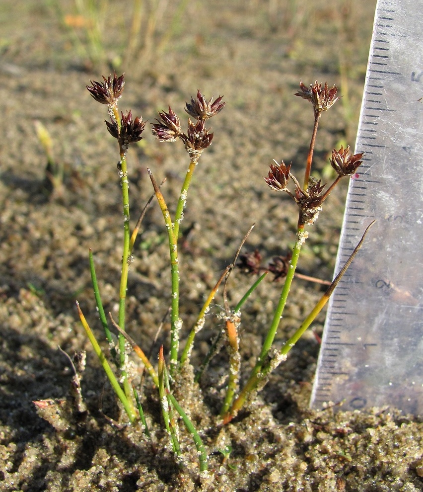 Изображение особи Juncus articulatus.