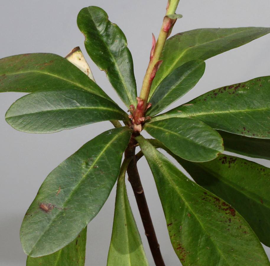 Image of Euphorbia amygdaloides specimen.