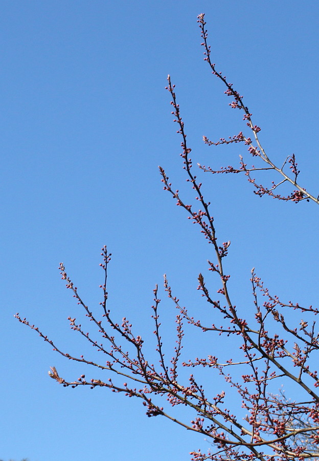 Image of Prunus cerasifera specimen.