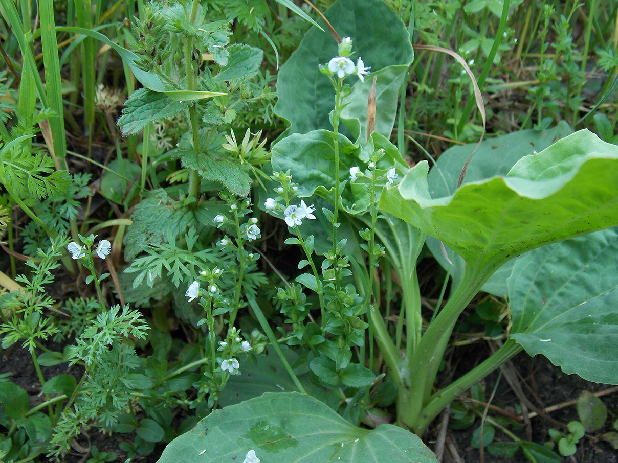 Image of Veronica serpyllifolia specimen.