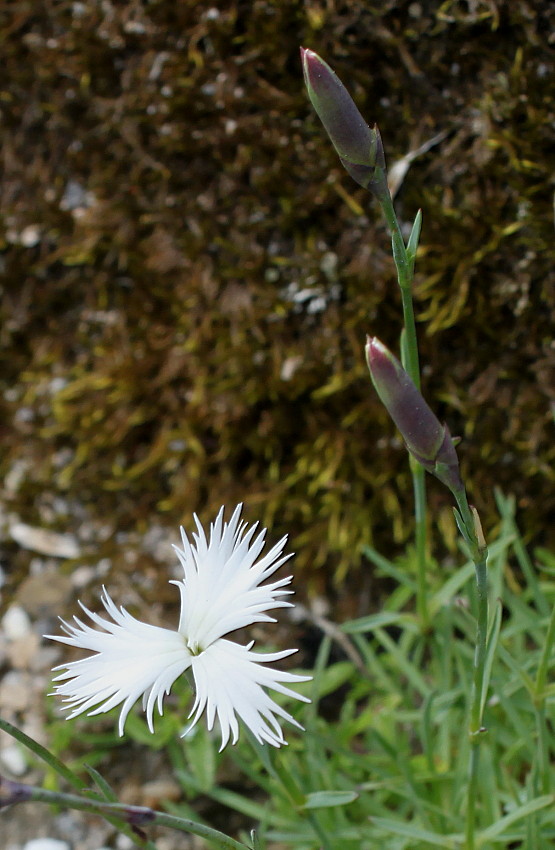 Изображение особи род Dianthus.