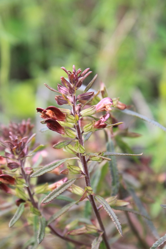 Изображение особи Pedicularis labradorica.