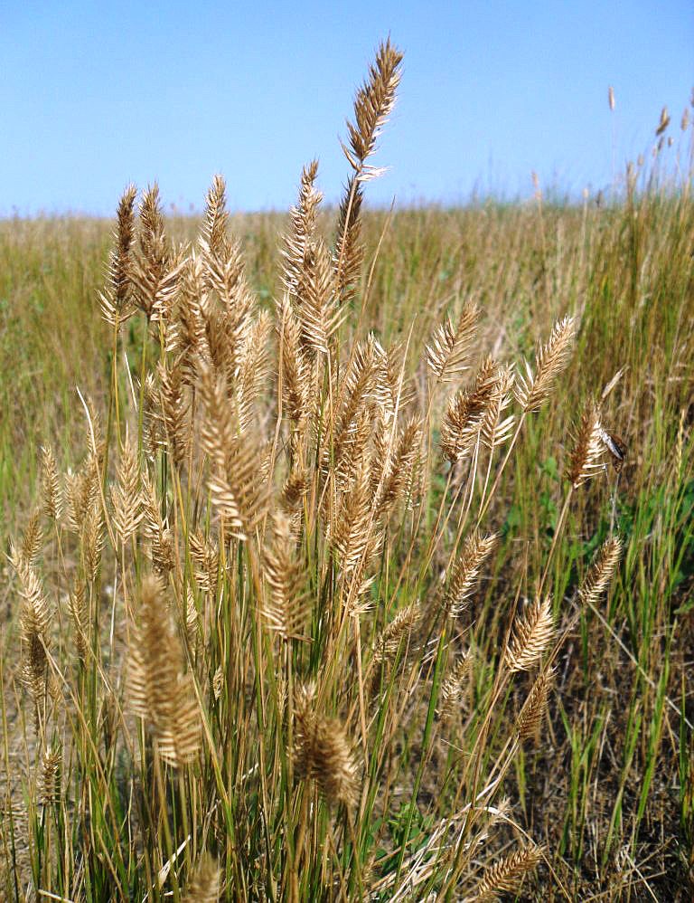 Изображение особи Agropyron pectinatum.