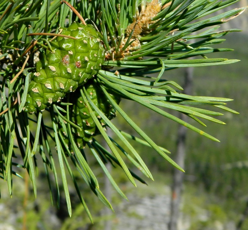 Изображение особи Pinus sylvestris.