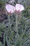 Convolvulus tauricus