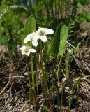 Viola patrinii. Цветущее растение. Хабаровский край, Ванинский р-н, окр. пос. Высокогорный. 06.06.2013.