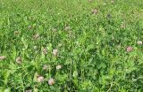 Trifolium pratense. Сеяный клеверный луг. Псковская обл., август.