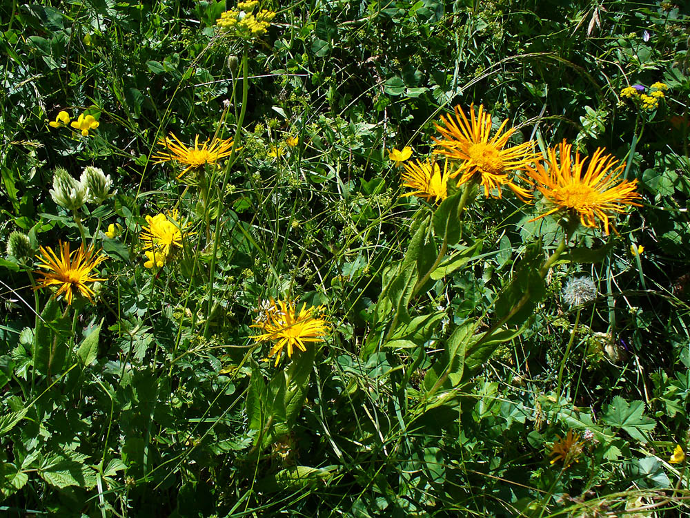 Изображение особи Inula orientalis.