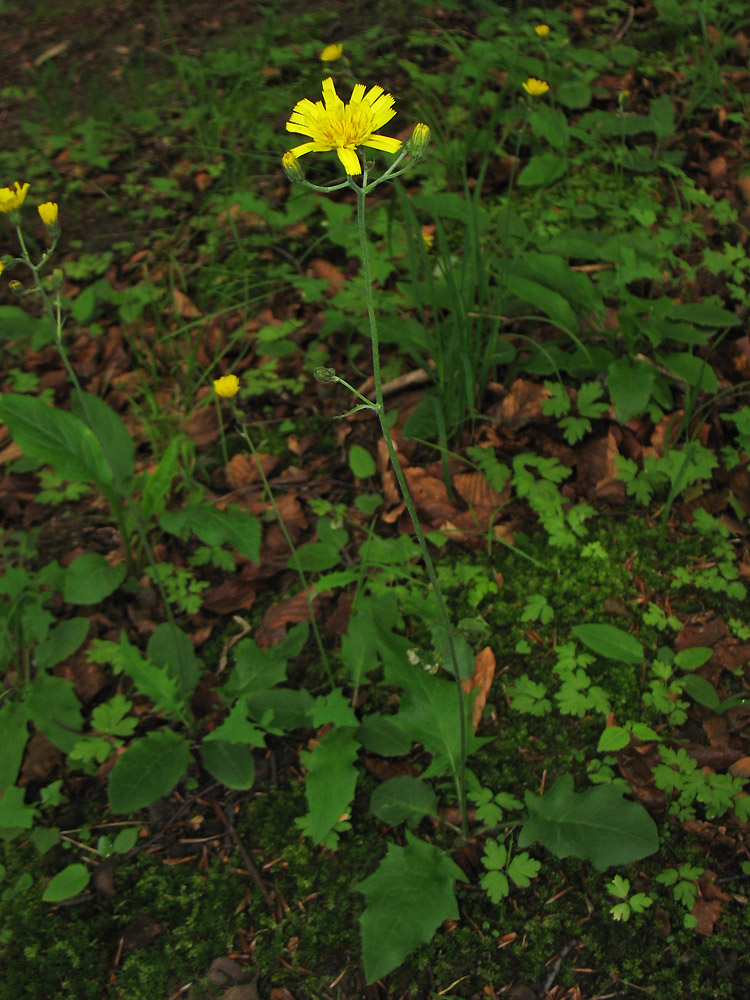 Изображение особи Hieracium gentile.