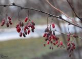 Berberis vulgaris