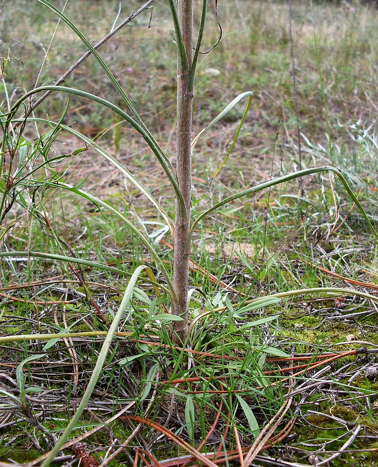 Изображение особи род Tragopogon.