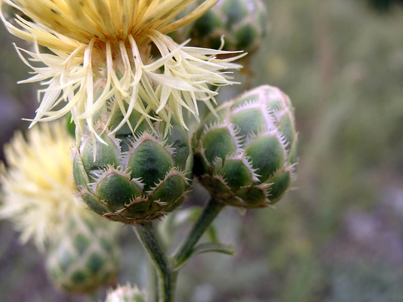 Image of Centaurea salonitana specimen.