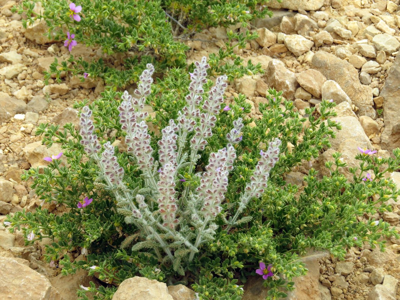 Image of Salvia deserti specimen.