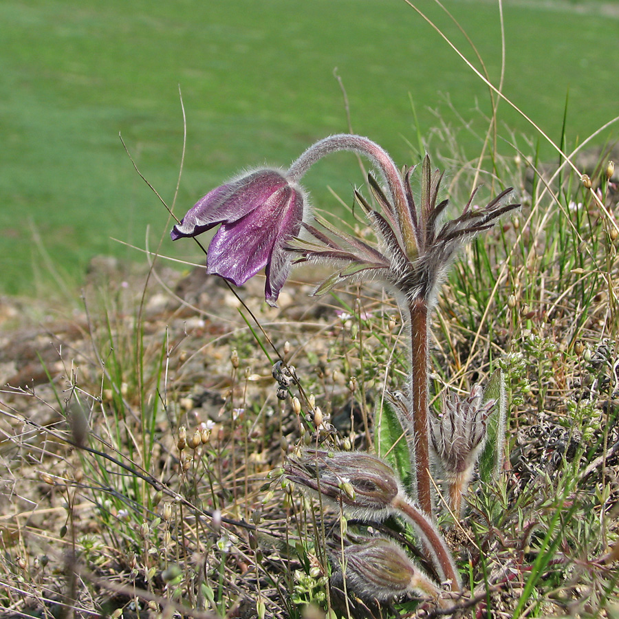 Image of Pulsatilla ucrainica specimen.