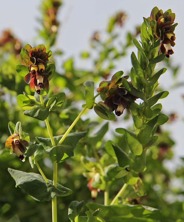 Image of Cerinthe retorta specimen.