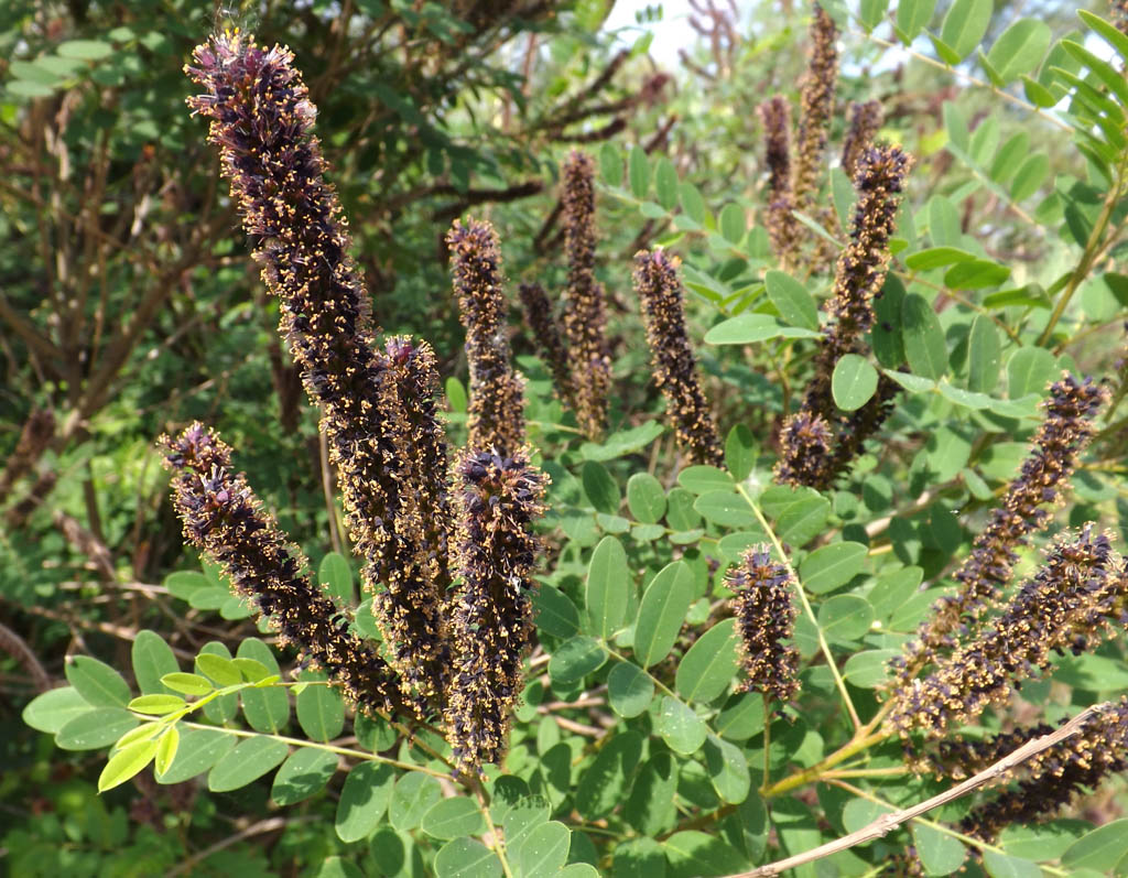 Изображение особи Amorpha fruticosa.