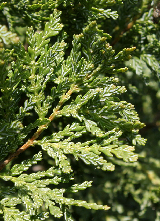 Image of Austrocedrus chilensis specimen.