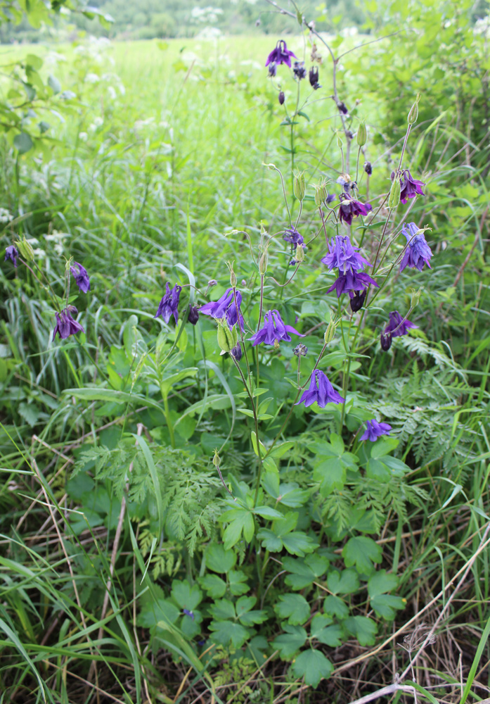 Изображение особи Aquilegia vulgaris.