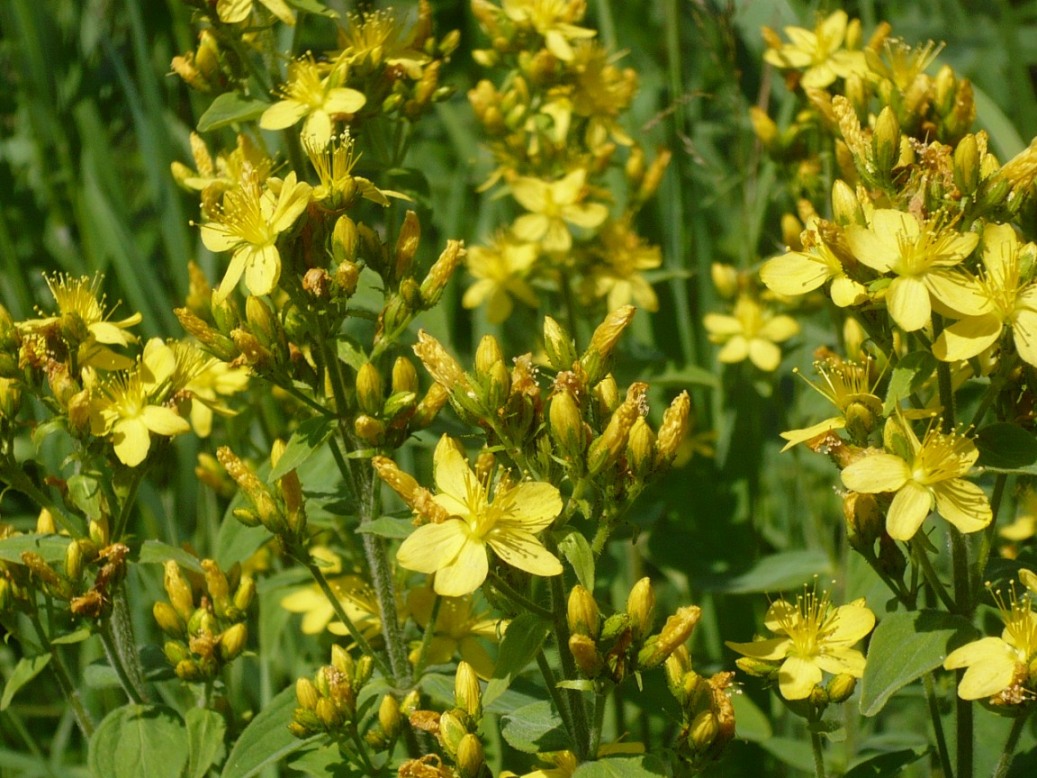 Image of Hypericum hirsutum specimen.