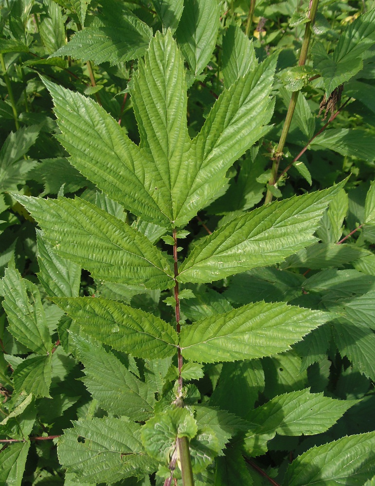 Image of Filipendula ulmaria ssp. denudata specimen.