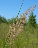 Calamagrostis epigeios. Соцветие и лист. Подмосковье, Одинцовский р-н, окр. дер Улитино, разнотравный луг. Июль 2014 г.