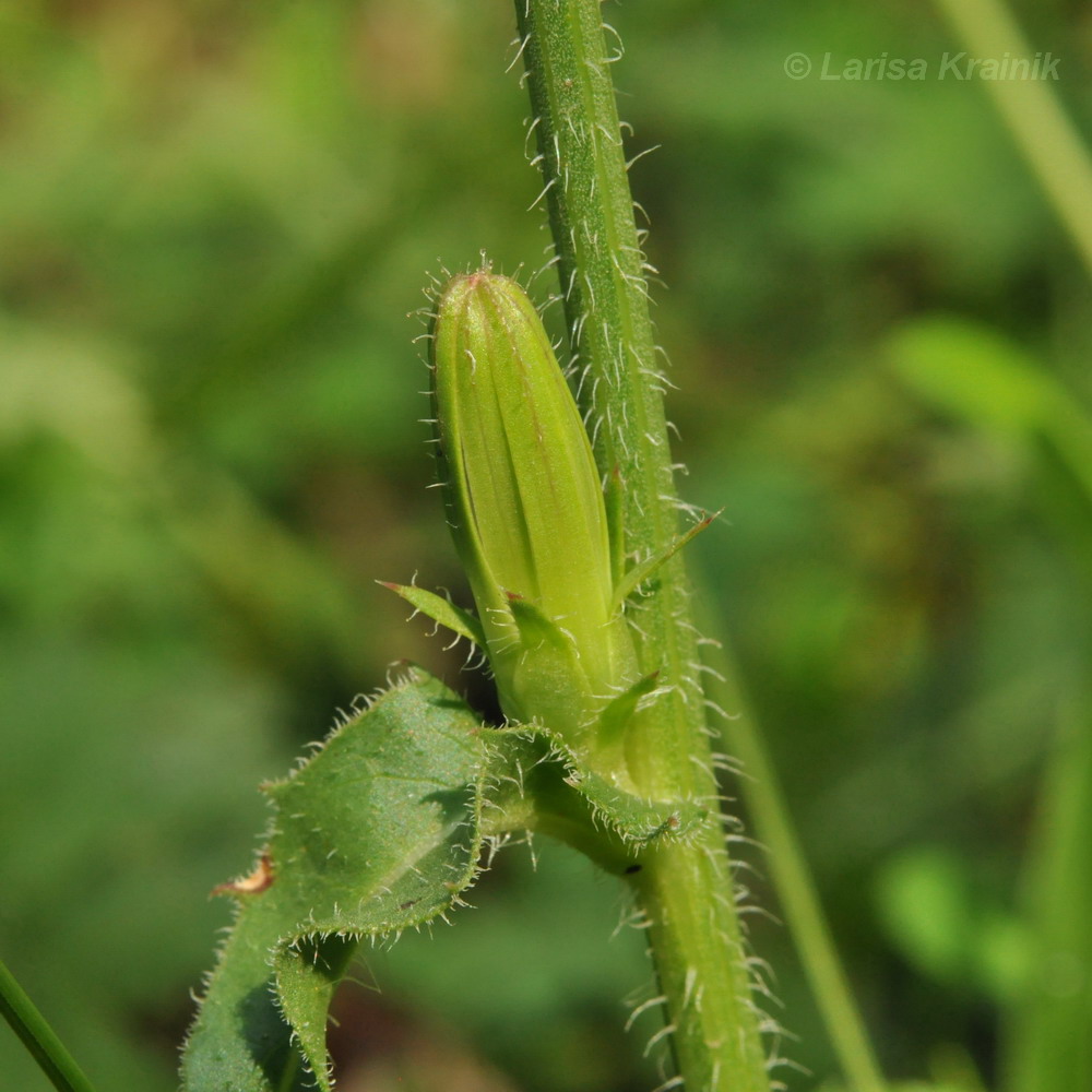 Image of Cichorium intybus specimen.