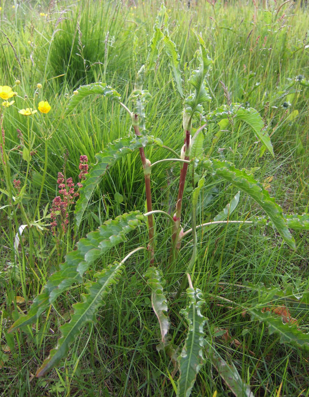 Image of Rumex longifolius specimen.