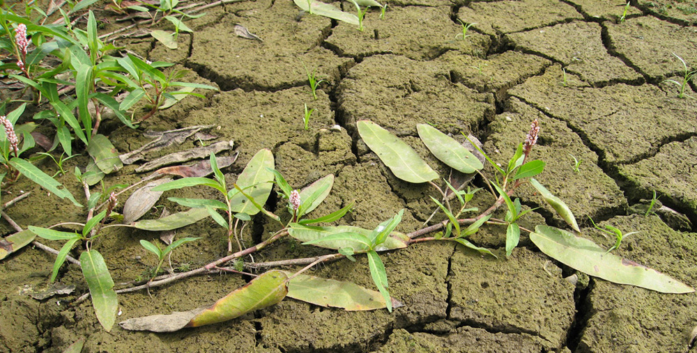 Изображение особи Persicaria amphibia.