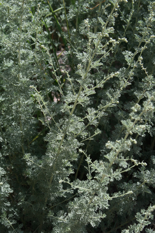 Image of Artemisia persica specimen.