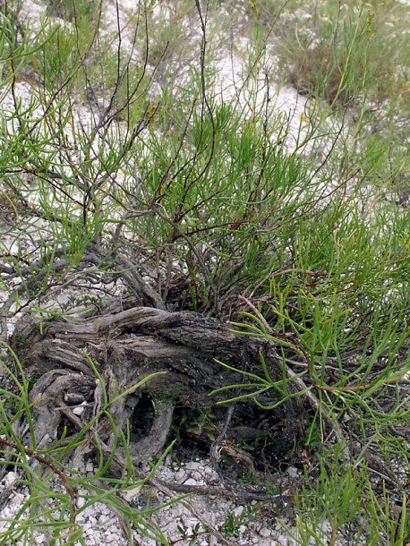 Изображение особи Artemisia salsoloides.