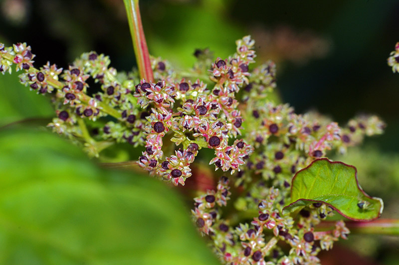 Изображение особи Lipandra polysperma.