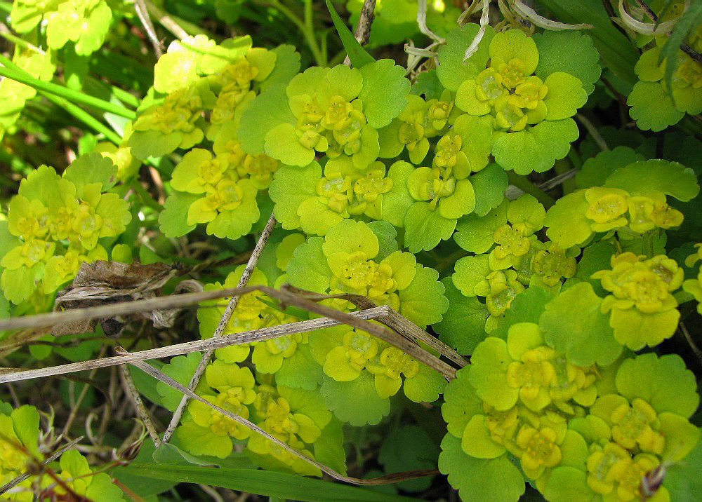 Image of Chrysosplenium alternifolium specimen.