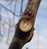 Catalpa bignonioides. Часть побега с почками и листовым рубцом. Краснодарский край, Кущёвский р-н, станица Шкуринская. 30.11.2009.