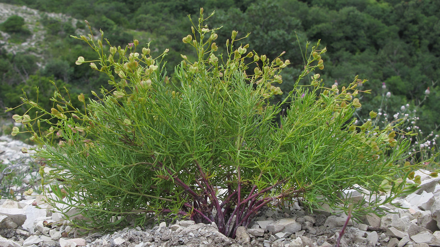 Image of Veronica filifolia specimen.