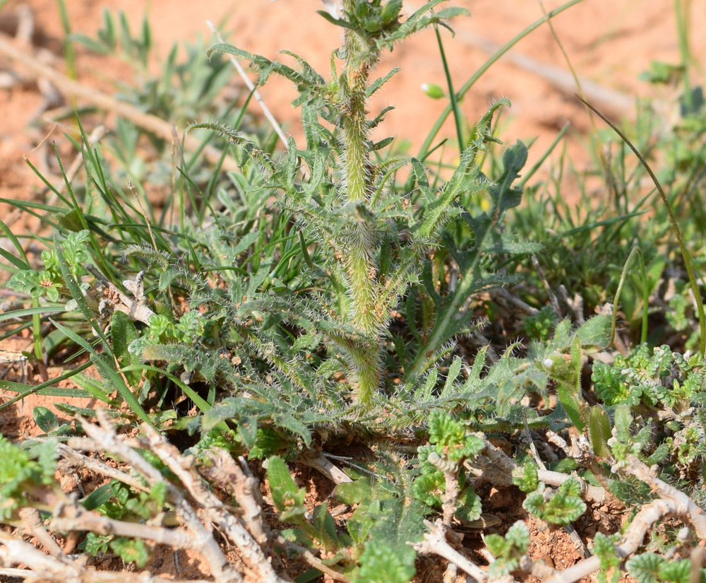 Image of Parrya hispida specimen.