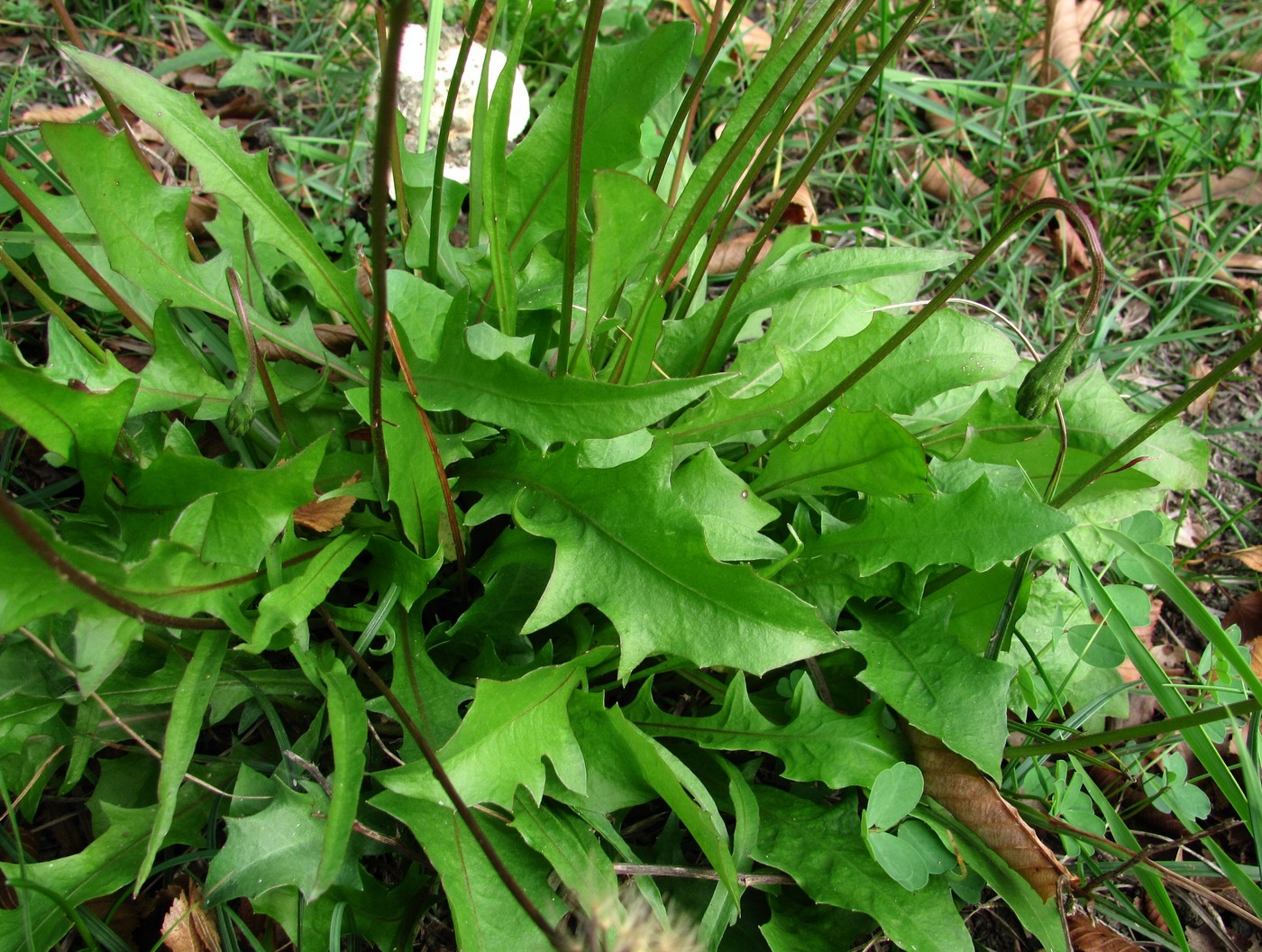 Изображение особи Leontodon hispidus ssp. hastilis.