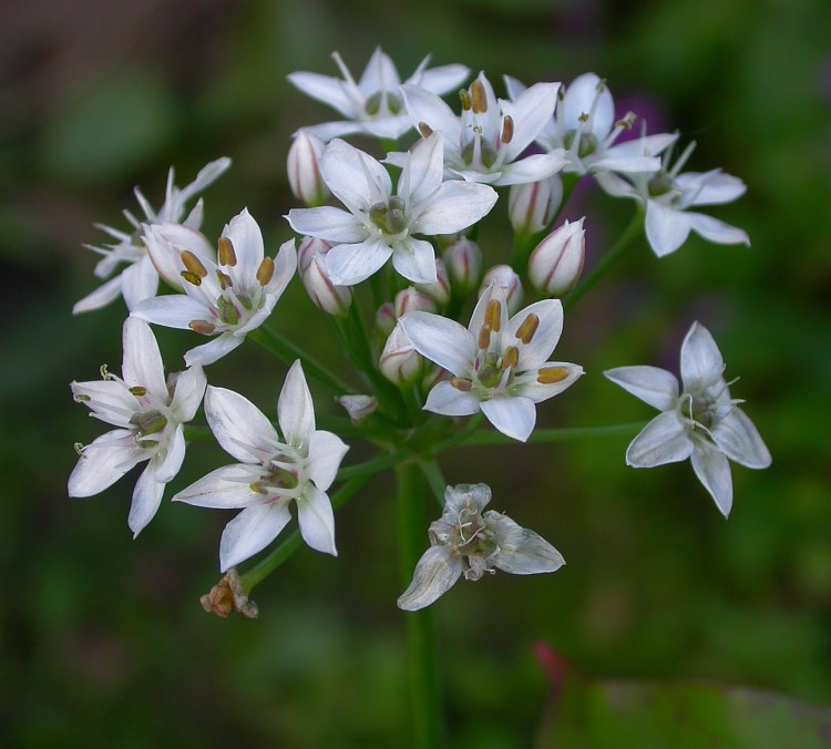 Изображение особи Allium ramosum.